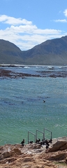 Phalacrocorax capensis