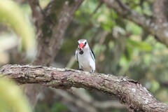 Halcyon senegalensis