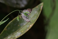 Chiomara georgina