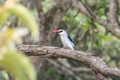 Halcyon senegalensis