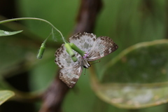 Chiomara georgina
