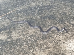 Pareas margaritophorus