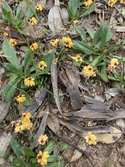 Goodenia trinervis