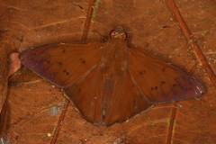 Dyscophellus diaphorus