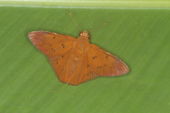 Dyscophellus diaphorus