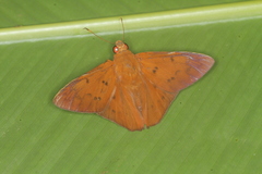 Dyscophellus diaphorus