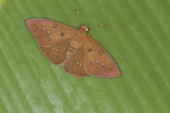 Dyscophellus diaphorus