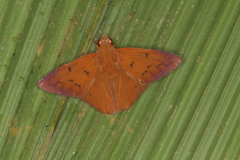 Dyscophellus diaphorus