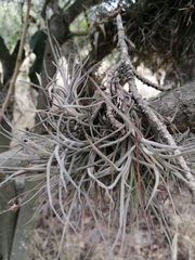 Tillandsia recurvata
