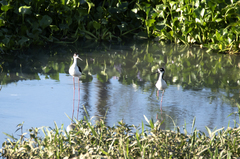 Himantopus mexicanus