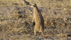 Suricata suricatta