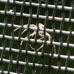 Heteropoda pingtungensis