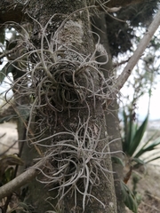 Tillandsia recurvata