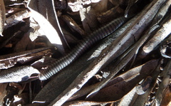 Ommatoiulus lusitanus