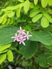 Dais cotinifolia