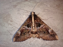 Sphingomorpha chlorea