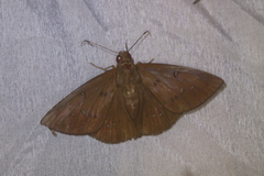 Dyscophellus sebaldus