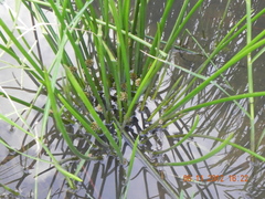 Eleocharis interstincta