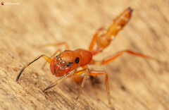 Myrmarachne ichneumon