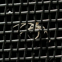 Heteropoda pingtungensis
