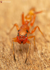 Myrmarachne ichneumon