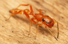 Myrmarachne ichneumon