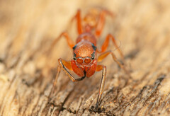 Myrmarachne ichneumon