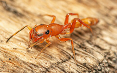 Myrmarachne ichneumon