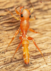 Myrmarachne ichneumon