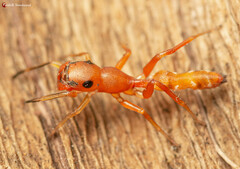 Myrmarachne ichneumon