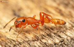 Myrmarachne ichneumon