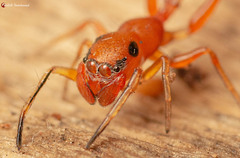 Myrmarachne ichneumon