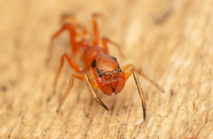 Myrmarachne ichneumon