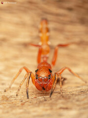 Myrmarachne ichneumon