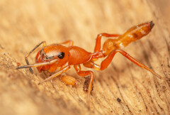 Myrmarachne ichneumon