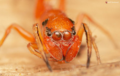 Myrmarachne ichneumon
