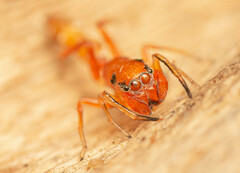 Myrmarachne ichneumon