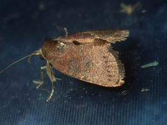 Elusa