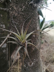 Tillandsia lajensis