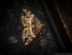 Chrysolarentia phaedra