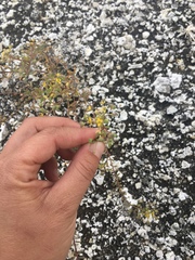 Cleomella parviflora