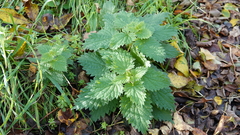 Urtica dioica