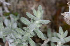 Teucrium