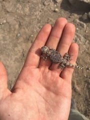 Phrynocephalus scutellatus