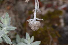 Teucrium