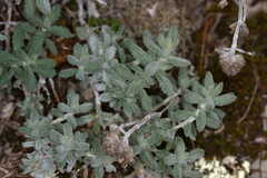 Teucrium