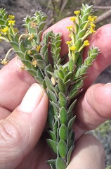 Struthiola argentea