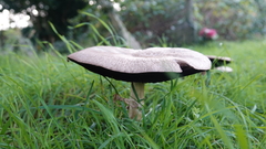 Agaricaceae