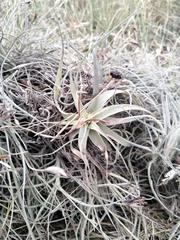 Tillandsia lajensis