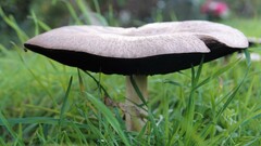 Agaricaceae